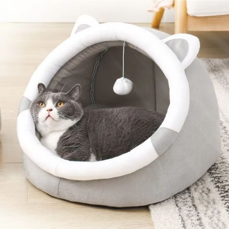 maison chat dome gris yeux ciel