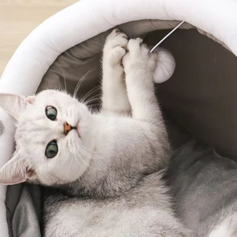 maison chat dome premium chat pattes en lair